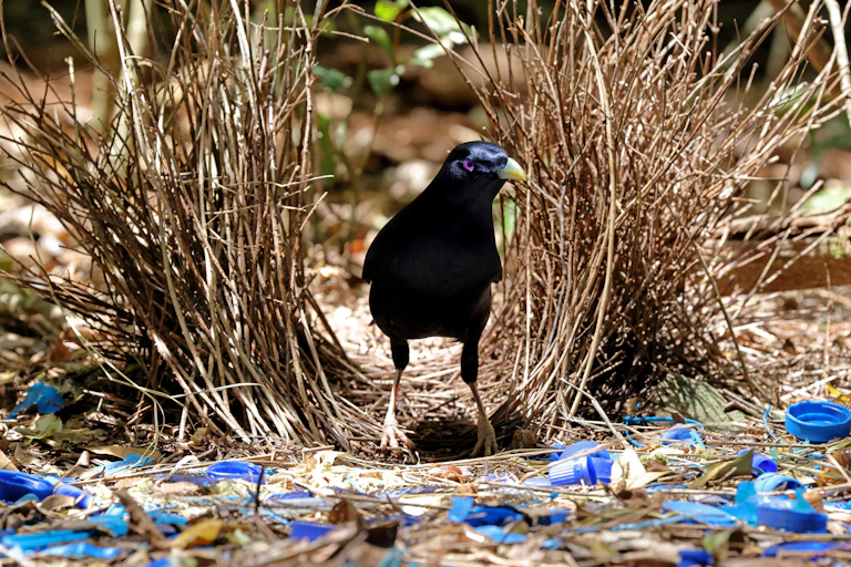 Pieces of blue plastic surround a bird who stands in an archway created with sticks.