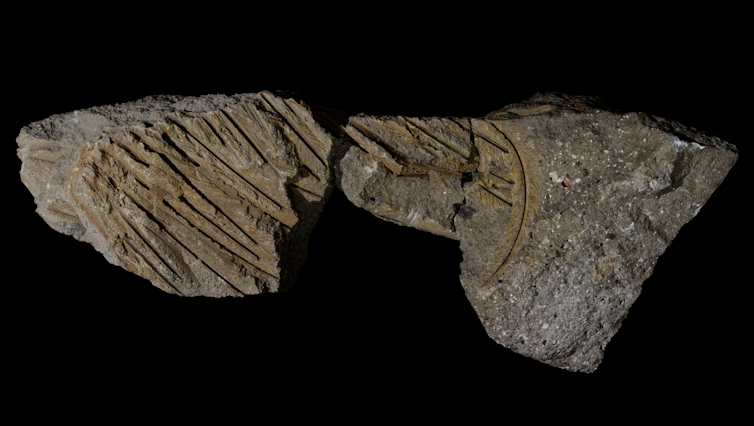 New Form of Fossilization Printed through Griffon Vulture Present in Volcanic Ash New Form of Fossilization Printed through Griffon Vulture Present in Volcanic Ash