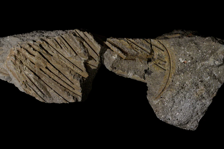 Fossilised feathers of the wing of a Pleistocene Vulture from central Italy.
