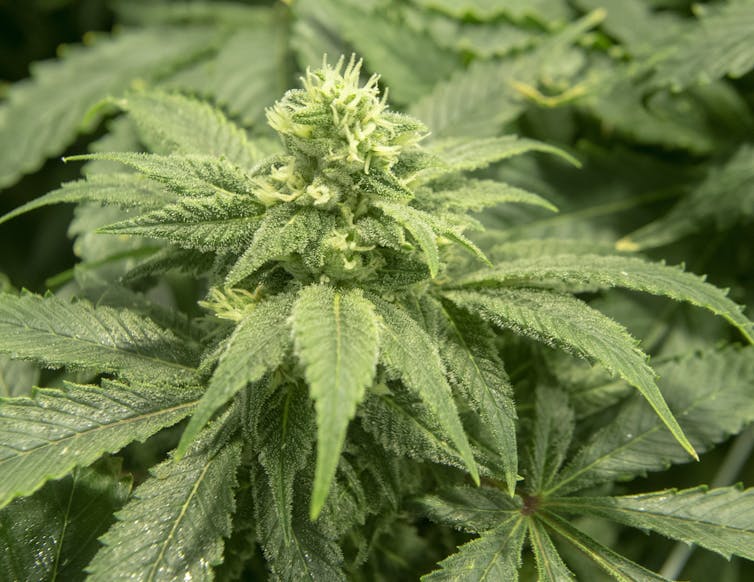 close up image of a cannabis plant