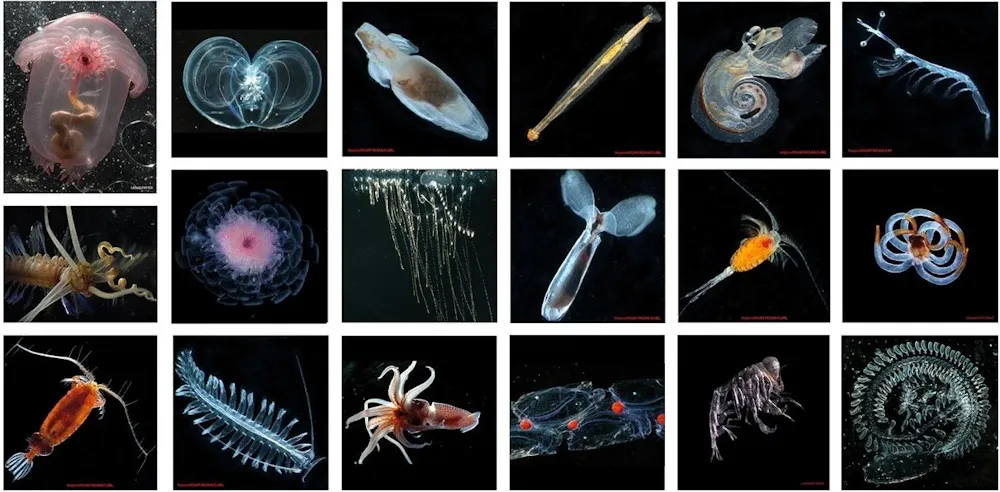 All Sea Insects Deep-sea mining would also threaten sea life by dumping debris into the ...