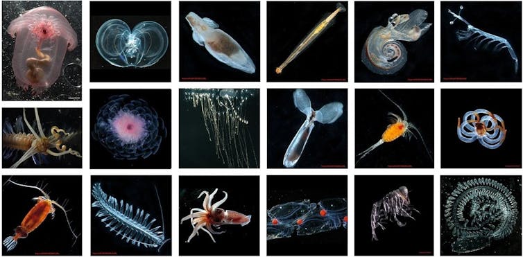 A collection of photos of interesting sea life. Some look like bugs. Others like jelly fish. All are unique.