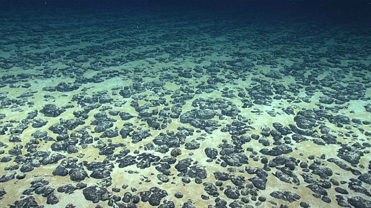 A seafloor area covered in potato-size nodules.