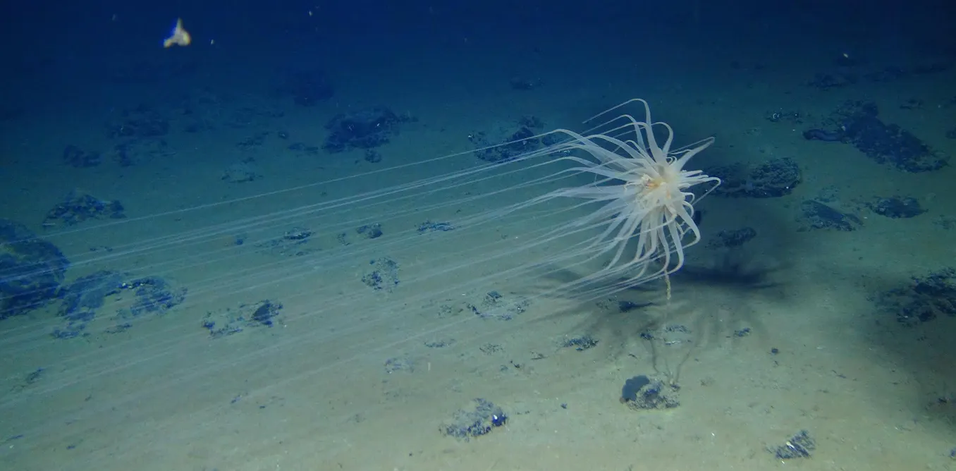Deep-sea mining threatens sea life in a way no one is thinking about, and Trump’s order could clear the way for operations soon