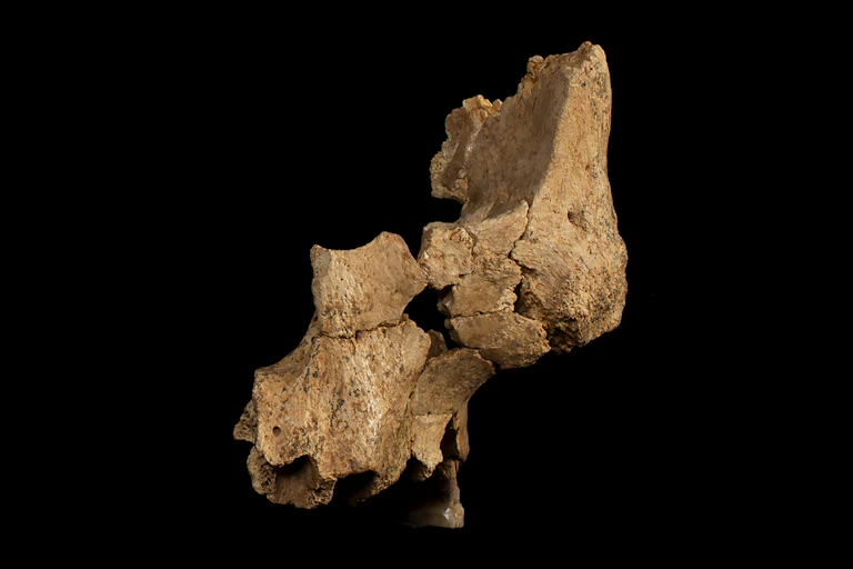 Fossil face from Sima del Elefante.