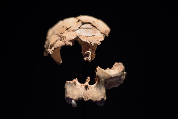 Fossil face discovery highlights demanding situations confronted by way of Europe’s earliest settlers 1 Homo antecessor
