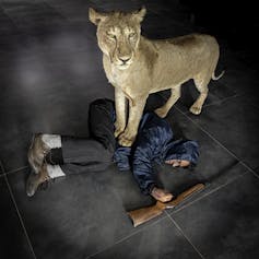 A stuffed lion stands with its paws on a man with a gun splayed on the floor.