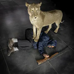 A stuffed lion stands with its paws on a man with a gun splayed on the floor.