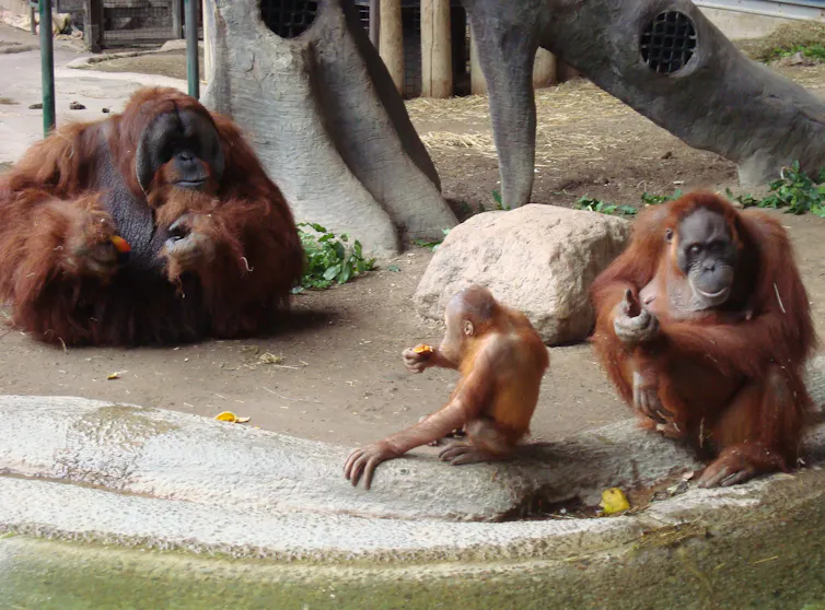Image of a male and female oranguatans