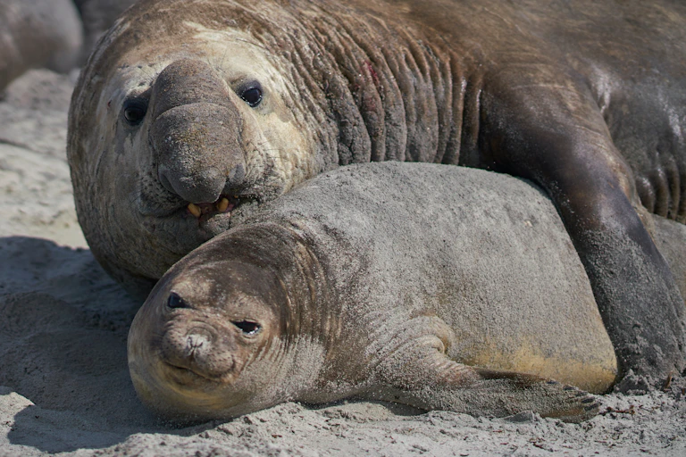 Large male Southern Elephant Seal (Mirounga leonina) holds a female around the neck whilst mating on Sea Lion Island in the Falkland Islands.