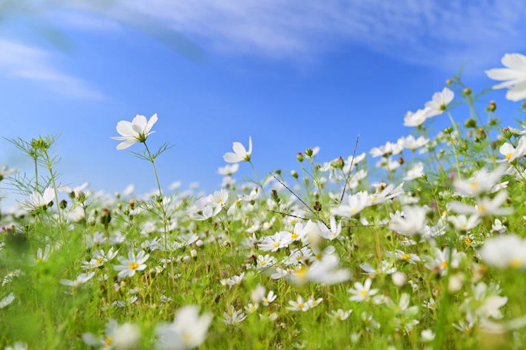 A field of white flowers against a blue sky.