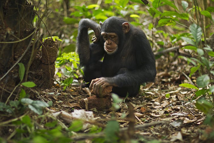 chimp seated on forest floor with stone in hand