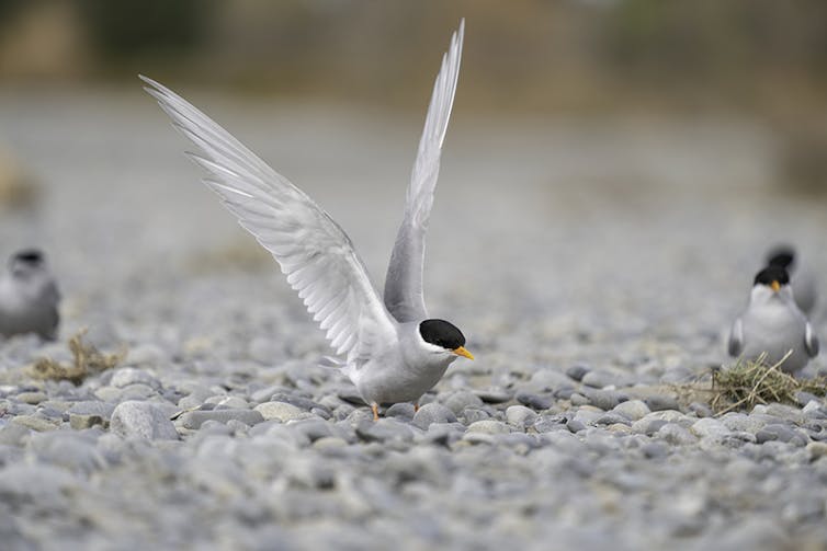 A black-fronted tern (bird) spreads its wings on a gravel habitat, with other terns in the background.