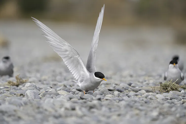 A black-fronted tern (bird) spreads its wings on a gravel habitat, with other terns in the background.
