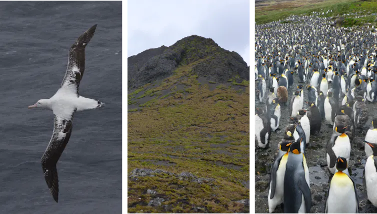 montage of antarctic seabirds, plants and penguins