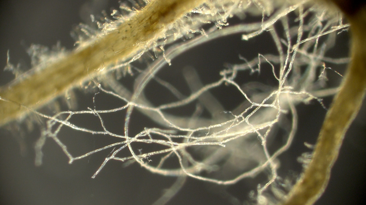 mycorrhizal fungi and plant roots