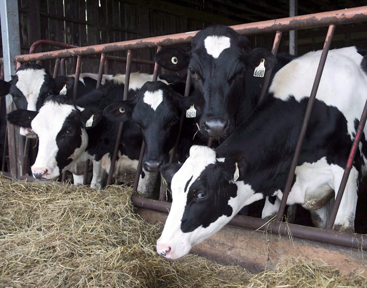 Vacas en blanco y negro en la pluma, heno comido