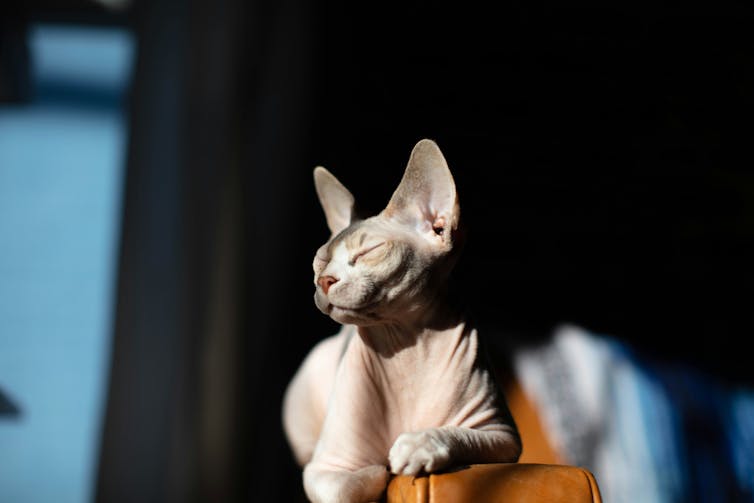 A downy Sphynx cat basking in the sun.