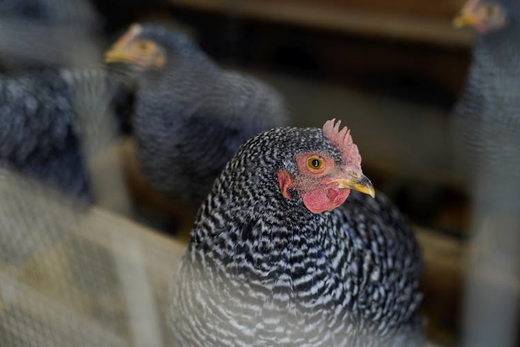 A black and white chicken