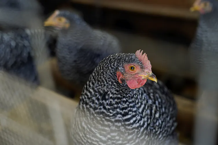 A black and white chicken