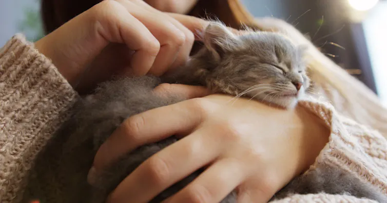 A small grey kitten cuddled up with its person.