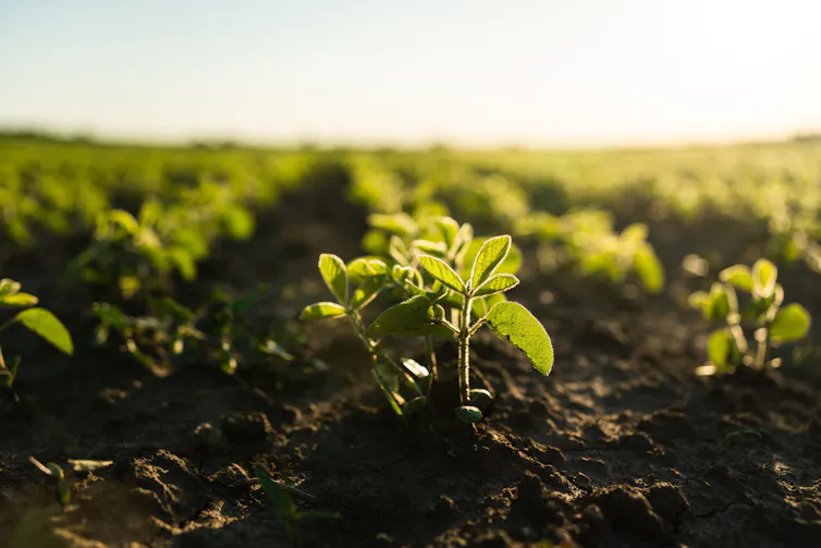 Rows of small plants in a field.