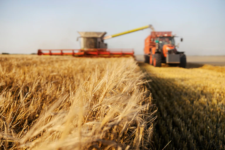 Selective focus on wheat at farmland with combine harvester and tractor in blurry background.
