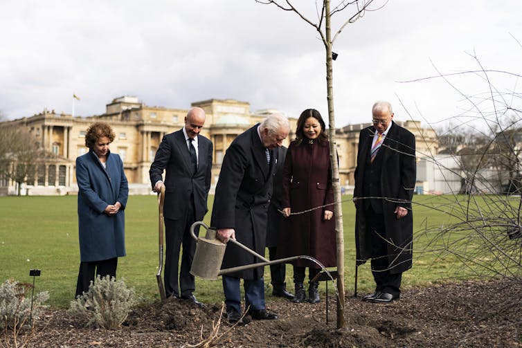 An older man waters a sapling with a palace in the background.