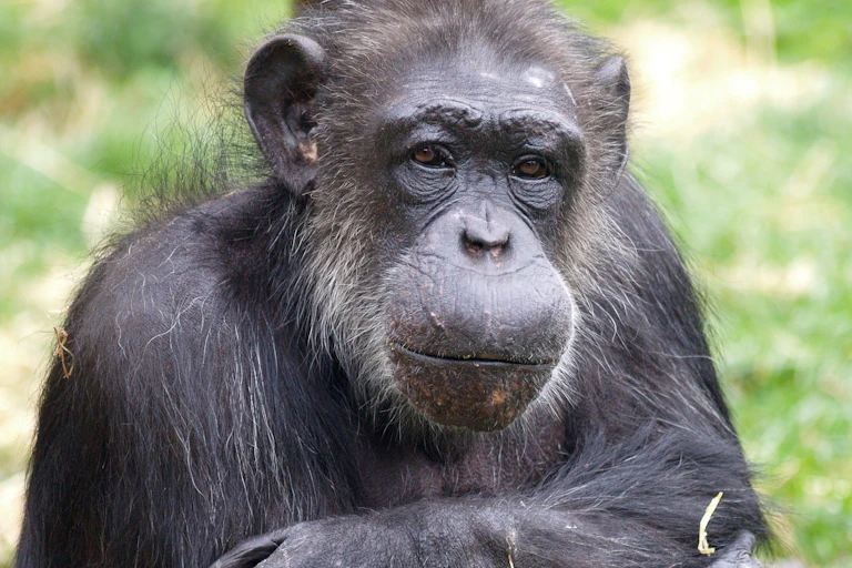 Close up of chimpanzee