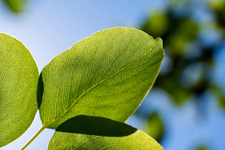A leaf illuminated by the sun.