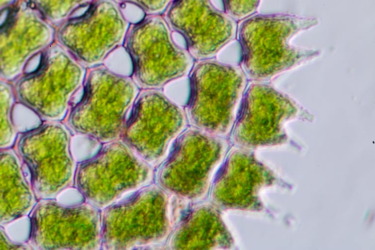 Small green cells under a microscope.