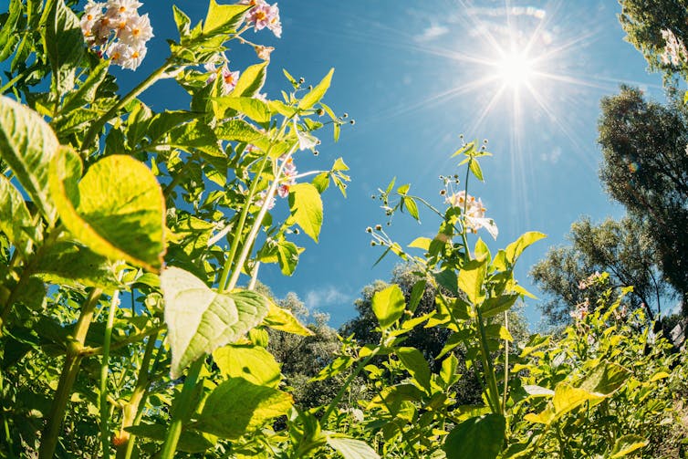 Sun shining down on crop plants.