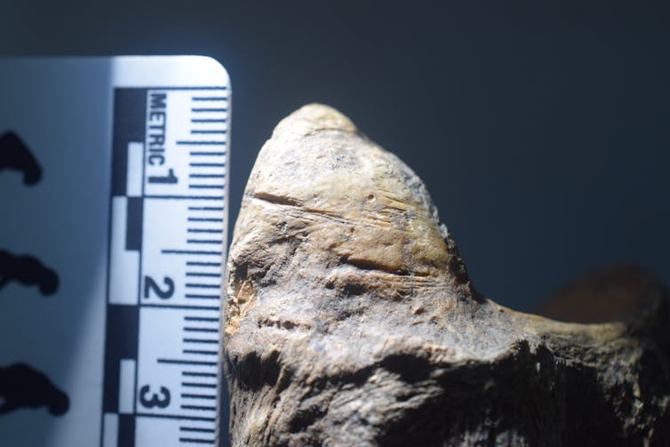 Fósil con una escala de fotos y múltiples trazas lineales hechas con una herramienta de piedra