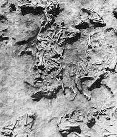 groups of fossil bones in the ground
