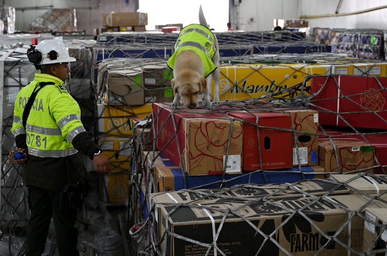 Um cão com um colete amarelo brilhante combinando com seu treinador fareja uma caixa de papelão que parece ser uma carga.