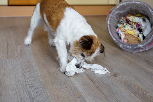 Why do dogs love to play with trash?
