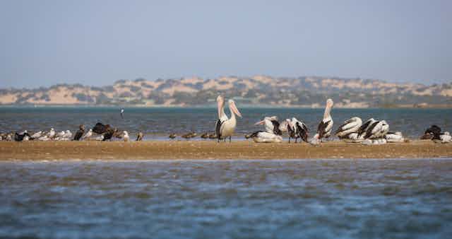 Diverse array of birds (Pelicans, cormorants, terns and others) resting on a sandbar in the Coorong Lagoon