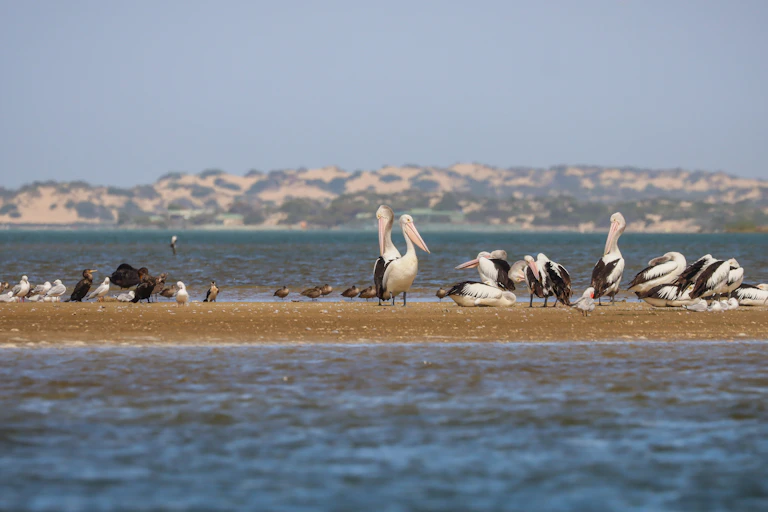 Diverse array of birds (Pelicans, cormorants, terns and others) resting on a sandbar in the Coorong Lagoon