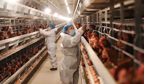 Bird flu could be on the cusp of transmitting between humans − but there are ways to slow down viral evolution