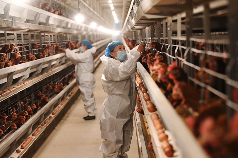 Two people in PPE looking at rows of chickens in cages
