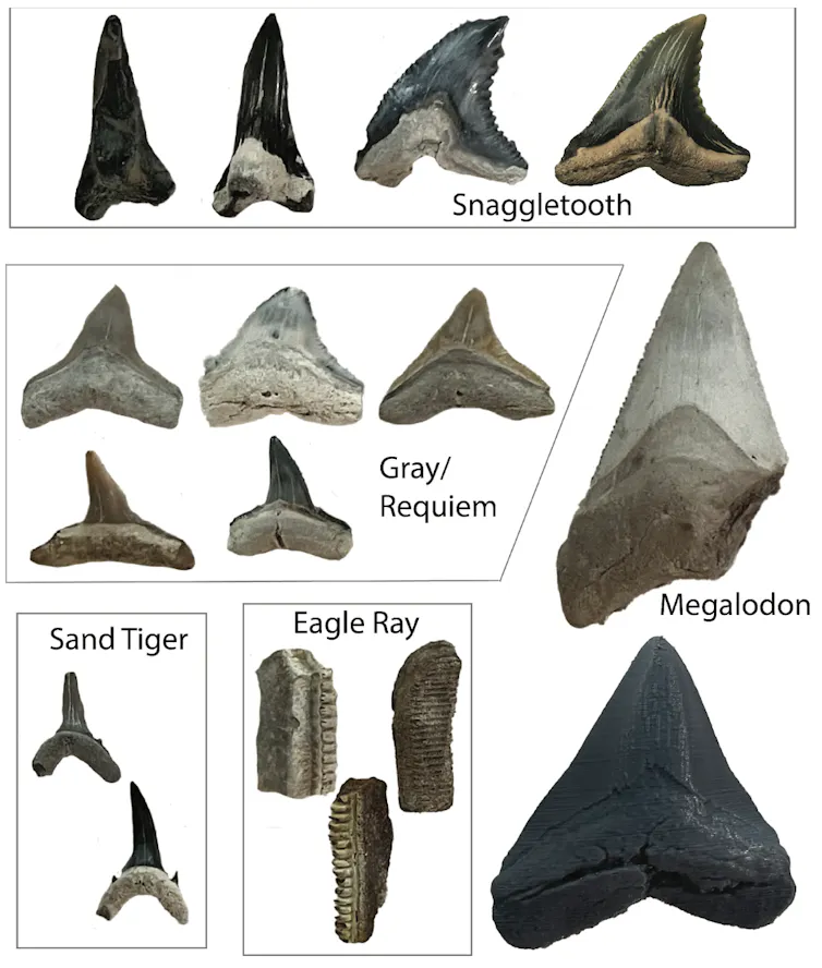 Images of five different shark teeth ranging from the curved snaggletooth, serrated eagle ray and giant megalodon teeth.