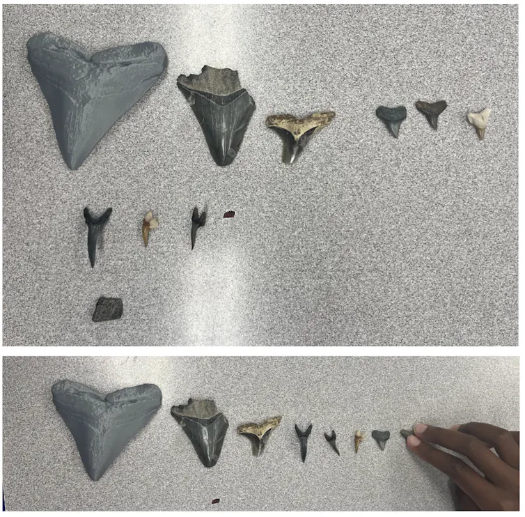 Shark teeth with various degrees of jaggedness and size are lined up in different orders, such as biggest to smallest from left to right.