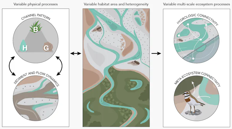 A diagram showing the main types of ecological variability occurring in a free-flowing river: physical variability, habitat heterogeneity and variable ecosystem processes.