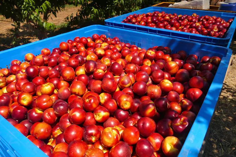 Stonefruit in tubs in an orchard