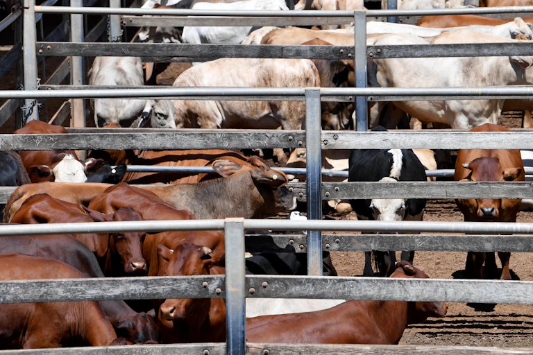 cattle yards