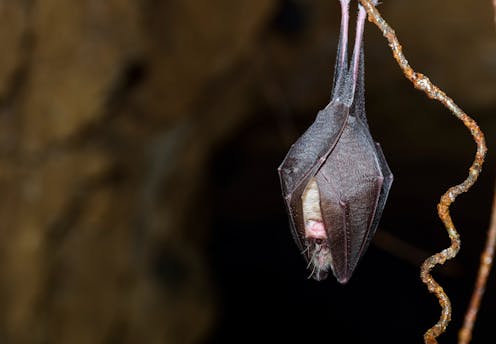 Time to stop blaming bats and newts for blocking development? A new fund could support nature and ease building delays