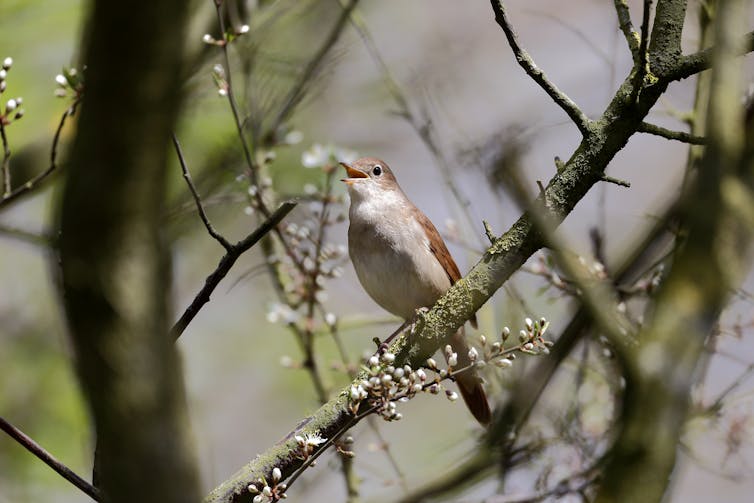 nightingale on a tree branch singing