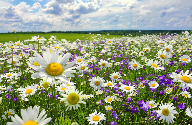 colourful wildflower meadow