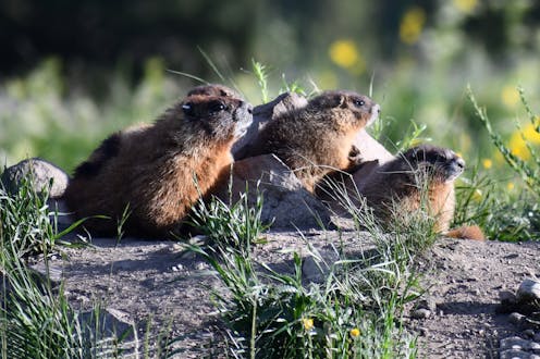 Wild marmots’ social networks reveal controversial evolutionary theory in action