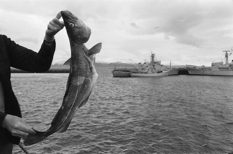 A person holds a fish in the foreground, while in the background Icelandic gunboats are parked at a pier.